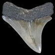Sharp Megalodon Tooth - Maryland #29959-1